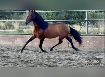 PRE Mix, Stallone, 4 Anni, 159 cm, Baio