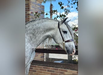 PRE Mix, Stallone, 4 Anni, 159 cm, Grigio