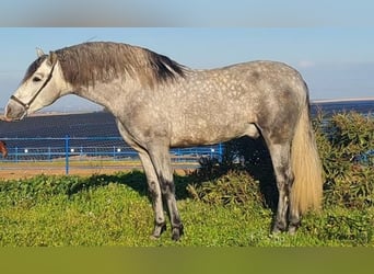 PRE, Stallone, 4 Anni, 159 cm, Grigio