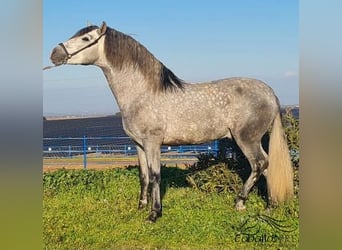 PRE, Stallone, 4 Anni, 159 cm, Grigio