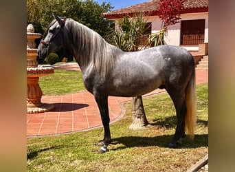 PRE, Stallone, 4 Anni, 159 cm, Grigio