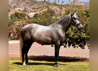 PRE, Stallone, 4 Anni, 159 cm, Grigio