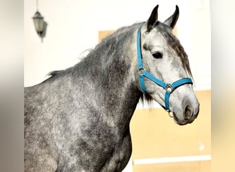 PRE, Stallone, 4 Anni, 159 cm, Può diventare grigio