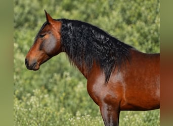 PRE Mix, Stallone, 4 Anni, 160 cm, Baio