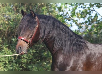 PRE, Stallone, 4 Anni, 160 cm, Baio