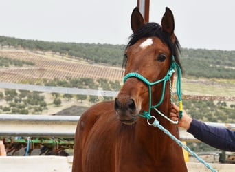 PRE, Stallone, 4 Anni, 160 cm, Baio