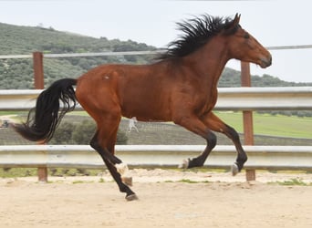 PRE, Stallone, 4 Anni, 160 cm, Baio