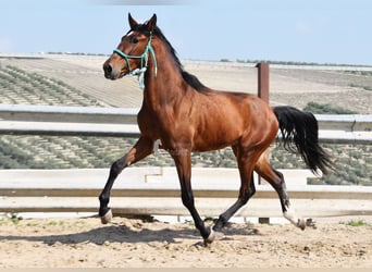 PRE, Stallone, 4 Anni, 160 cm, Baio