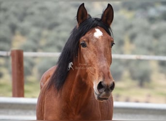 PRE, Stallone, 4 Anni, 160 cm, Baio