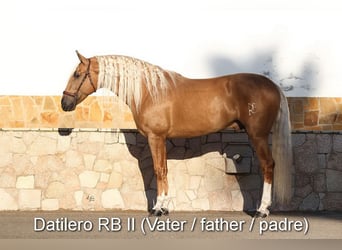 PRE, Stallone, 4 Anni, 160 cm, Baio