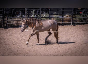 PRE, Stallone, 4 Anni, 160 cm, Champagne