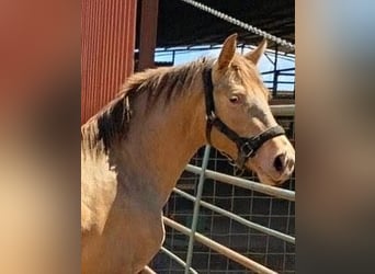 PRE, Stallone, 4 Anni, 160 cm, Champagne