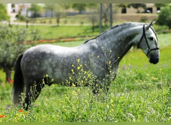 PRE, Stallone, 4 Anni, 160 cm, Grigio