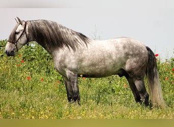 PRE, Stallone, 4 Anni, 160 cm, Grigio