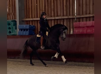 PRE Mix, Stallone, 4 Anni, 160 cm, Grigio ferro