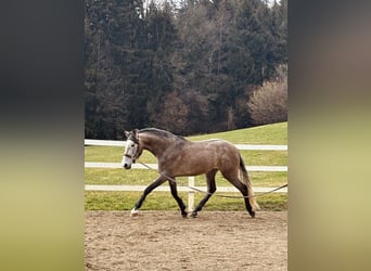 PRE Mix, Stallone, 4 Anni, 160 cm, Grigio pezzato