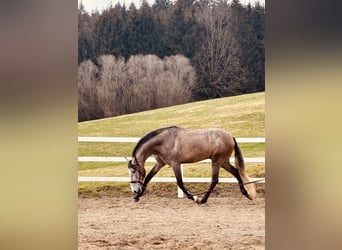 PRE Mix, Stallone, 4 Anni, 160 cm, Grigio pezzato