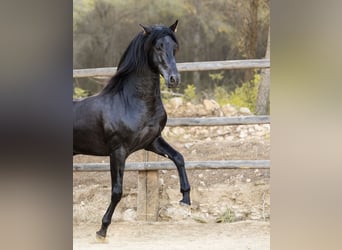 PRE, Stallone, 4 Anni, 160 cm, Morello