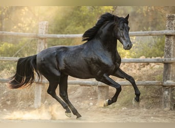 PRE, Stallone, 4 Anni, 160 cm, Morello