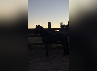 PRE Mix, Stallone, 4 Anni, 160 cm, Morello