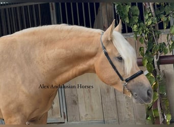 PRE Mix, Stallone, 4 Anni, 160 cm, Palomino