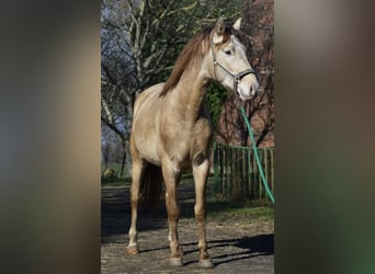 PRE, Stallone, 4 Anni, 160 cm, Pearl