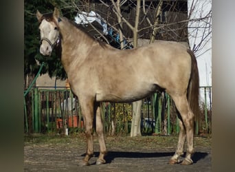PRE, Stallone, 4 Anni, 160 cm, Pearl