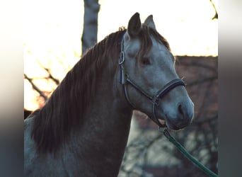 PRE, Stallone, 4 Anni, 160 cm, Pearl