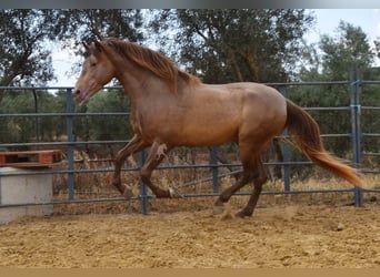 PRE, Stallone, 4 Anni, 160 cm, Pearl