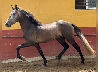 PRE, Stallone, 4 Anni, 161 cm, Falbo baio