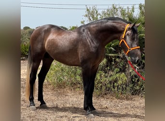 PRE, Stallone, 4 Anni, 161 cm, Falbo baio