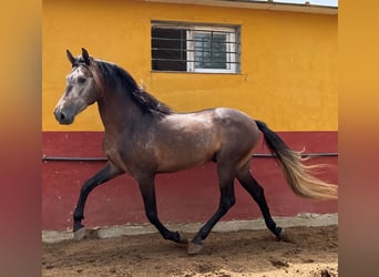 PRE, Stallone, 4 Anni, 161 cm, Falbo baio