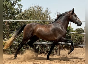PRE, Stallone, 4 Anni, 161 cm, Falbo baio