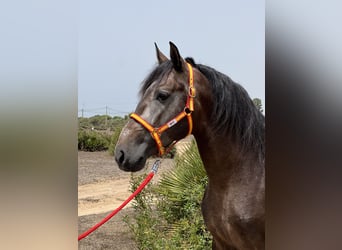 PRE, Stallone, 4 Anni, 161 cm, Falbo baio