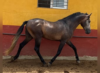 PRE, Stallone, 4 Anni, 161 cm, Falbo baio
