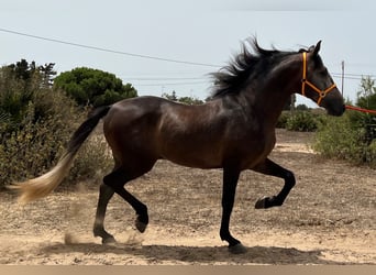 PRE, Stallone, 4 Anni, 161 cm, Falbo baio