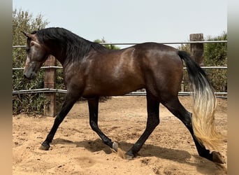 PRE, Stallone, 4 Anni, 161 cm, Falbo baio