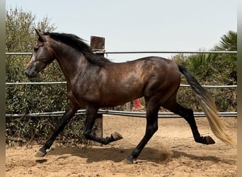 PRE, Stallone, 4 Anni, 161 cm, Falbo baio