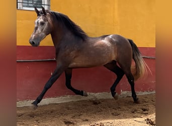 PRE, Stallone, 4 Anni, 161 cm, Falbo baio