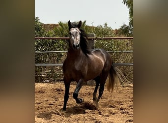 PRE, Stallone, 4 Anni, 161 cm, Falbo baio