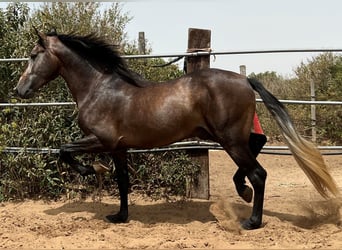 PRE, Stallone, 4 Anni, 161 cm, Falbo baio