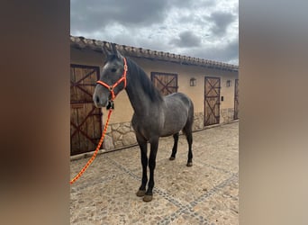 PRE, Stallone, 4 Anni, 161 cm, Grigio