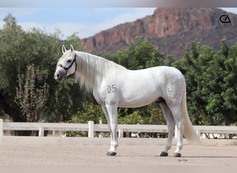 PRE, Stallone, 4 Anni, 161 cm, Grigio pezzato