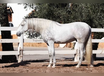 PRE, Stallone, 4 Anni, 161 cm, Grigio pezzato