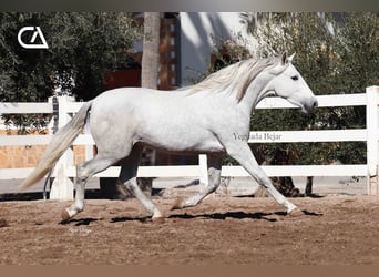 PRE, Stallone, 4 Anni, 161 cm, Grigio pezzato