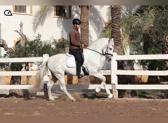 PRE, Stallone, 4 Anni, 161 cm, Grigio pezzato