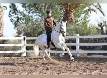 PRE, Stallone, 4 Anni, 161 cm, Grigio pezzato