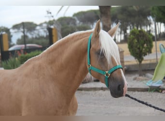 PRE Mix, Stallone, 4 Anni, 161 cm, Palomino