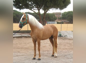 PRE Mix, Stallone, 4 Anni, 161 cm, Palomino