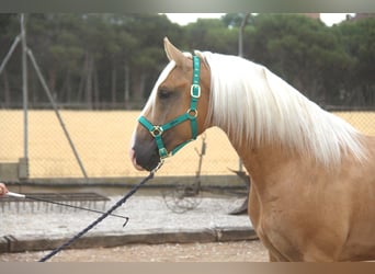PRE Mix, Stallone, 4 Anni, 161 cm, Palomino